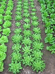 The size differential was greatest with the lettuce crops (Figures 12 & 13). The lettuces under the UV blocking film therefore reached a much larger size before Downey Mildew took hold.