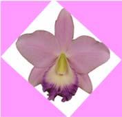 Lucie, FL 34985 June Meetings Tuesday, June 14th, 1PM Speaker: Ryan Kowalczyk Growing an Orchid Collection for Quality and Awards Installation of