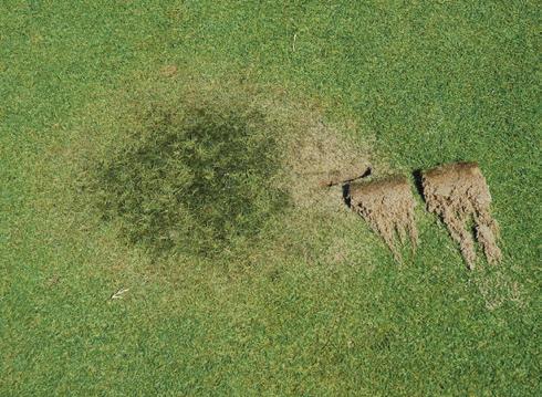 Even though similar fungi cause Pythium root dysfunction, Pythium blight and Pythium root rot, Pythium root dysfunction is very different from the other diseases and requires a unique management