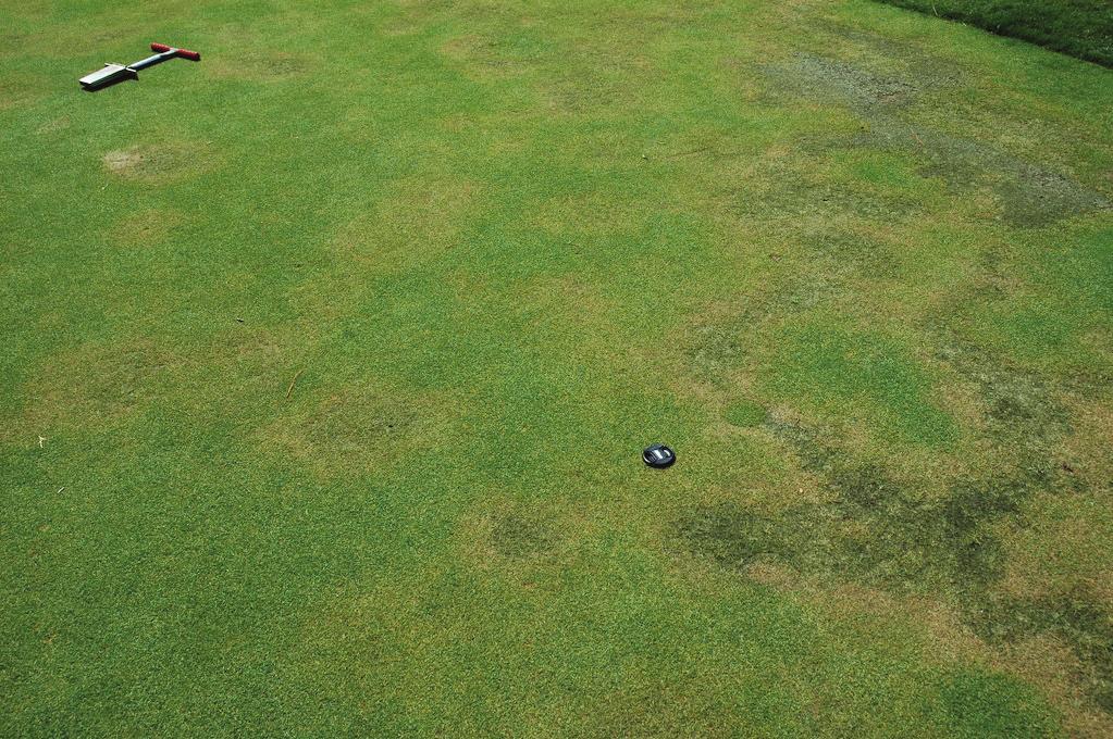 Closer inspection of roots from affected areas in fall and spring revealed an abundance of Pythium hyphae and oospores and symptoms of Pythium root dysfunction similar to those originally described
