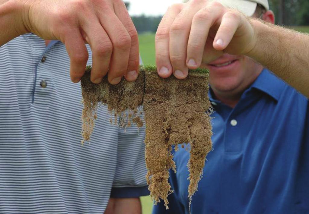 Superintendents often will report symptoms characteristic of Pythium root dysfunction after a tournament or other event, especially if the greens were mowed lower or allowed to dry out.