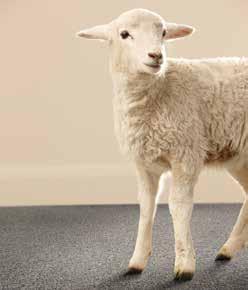 Wool The Natural Choice Wool has been a popular fibre for centuries due to its proven performance capabilities and natural resistance to soiling, staining and flame.