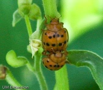 Common Vegetable Pests Mexican