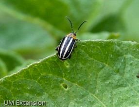 Common Vegetable Pests