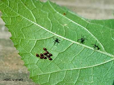 Common Vegetable Pests Squash Bug Adult Eggs & nymphs No