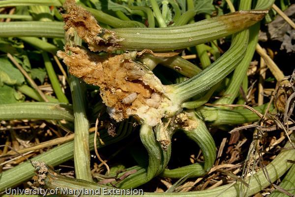 Common Vegetable Pests Squash Vine Bore Larvae