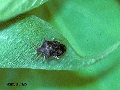 Common Vegetable Pests Stink Bugs BMSB Adult Brown Southern