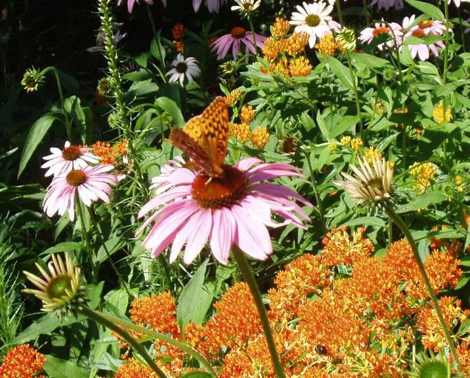 By helping to keep plant communities healthy and able to reproduce naturally, native pollinators assist plants to provide food and cover for wildlife, prevent erosion, and keep waterways clean.