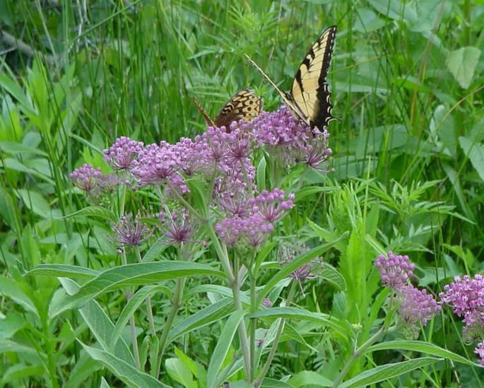 Conservation Cover - Herbaceous Plantings for Pollinator Habitat - 2 ESTABLISHMENT AND MAINTENANCE The majority of wildflowers in native pollinator mixes are perennial species that require