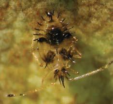 Lace bug eggs are inserted into the Left: Azalea lace bug nymphs darken and become spiny as they age.