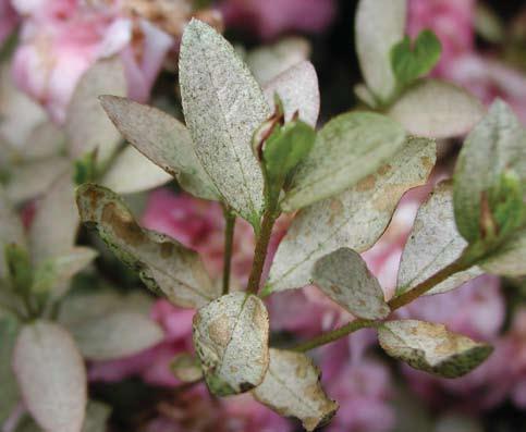 azalea lace bug On azaleas, the damage can become quite severe, with the entire leaf area turning white. Lace bug eggs are inserted into the leaf tissue, and covered with a brown layer of excrement.