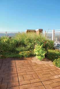 Semi-Intensive BIP Systems MEDIA DEPTH: 6 8" This system features deeper media, allowing for a truly designed rooftop landscape and more complex plants than an Extensive System.