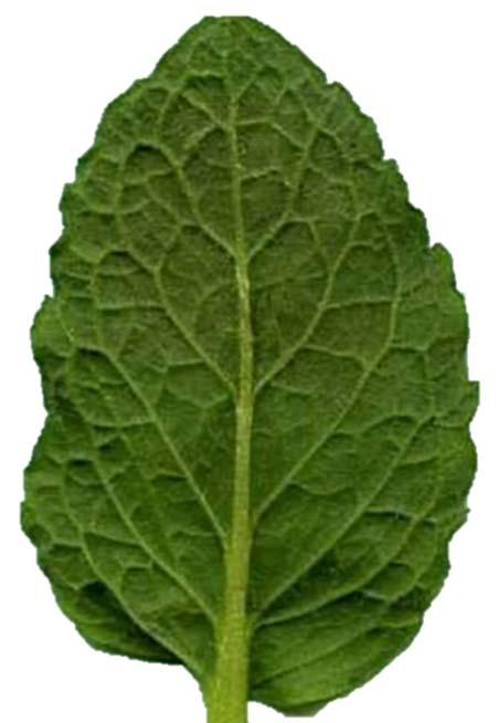 There are 2 Main Types of Weeds Broadleaf Weeds Wide leaves with branched veins within the