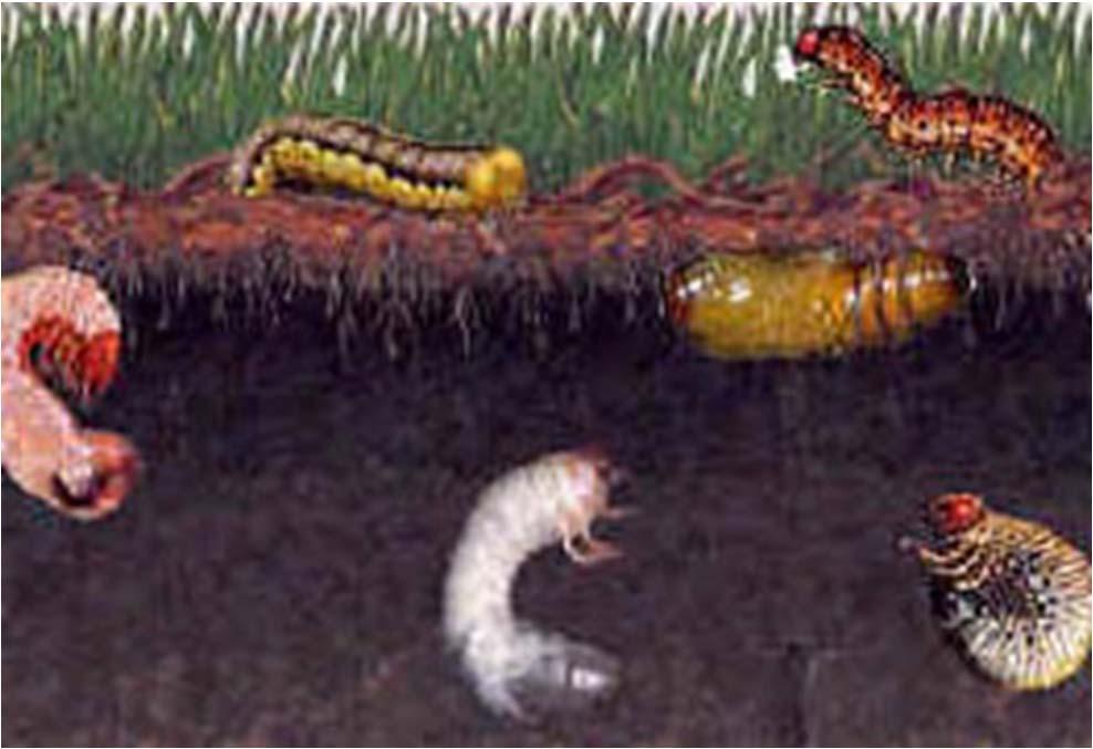 There are 2 Main Types of Insects Below Ground Grubs Above Ground Sod