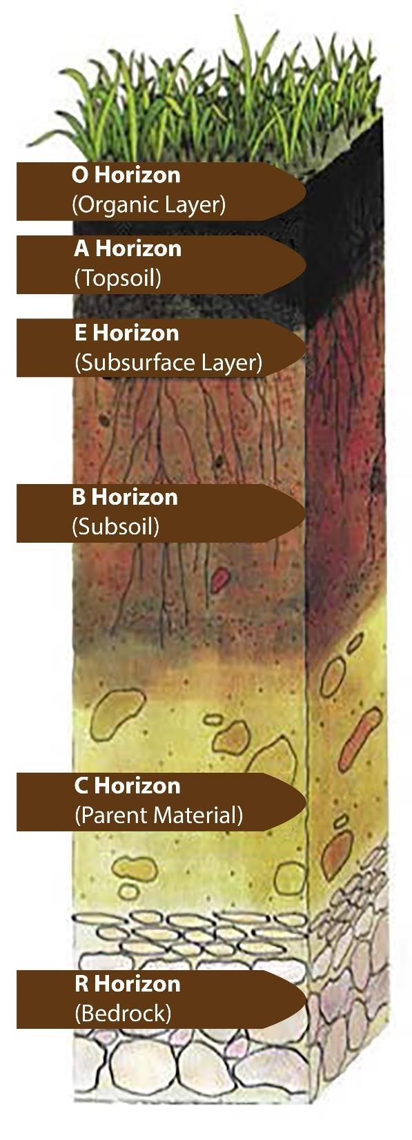 Soil Horizon (Layers/Profiles) O - (Organic) Ecosystem litter, organic matter (humus), soil organisms (bacteria, fungus, etc) A (Topsoil) Mixture of partially decomposed organic