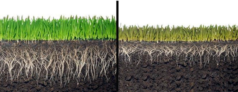 However many homeowners and even some landscapers don t understand that grass absorbs water through its root system.