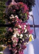 Hanging baskets on ornamental light poles add color, continuity and help frame views of architectural features.