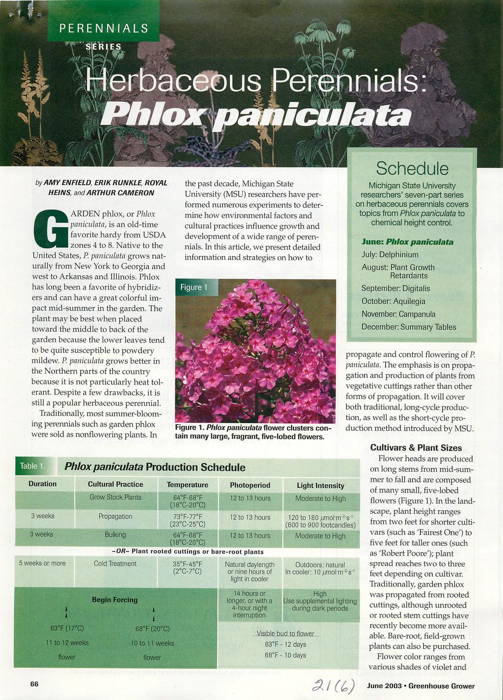 Herbaceous Perennials: Phlox paniculata Schedule the past decade, Michigan State University (MSU) researchers have performed numerous experiments to determine how environmental factors and cultural