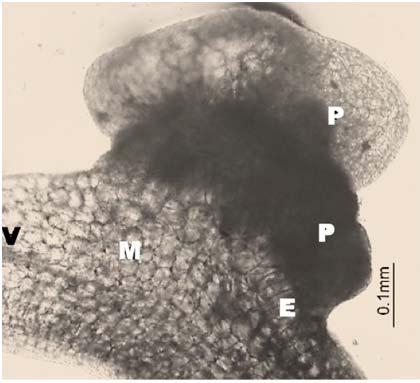 Regeneration of Plantlet Through PLBs in Phalaenopsis 207 of culture (Figure 3H).