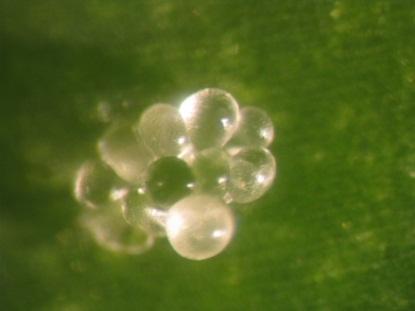 Regeneration of Plantlet Through PLBs in Phalaenopsis 209 activate
