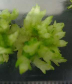 multiplicated PLBs; (H) plantlet. 3.