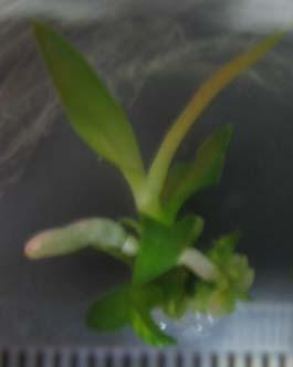 germinated into plantlets 8 weeks after being transferred into