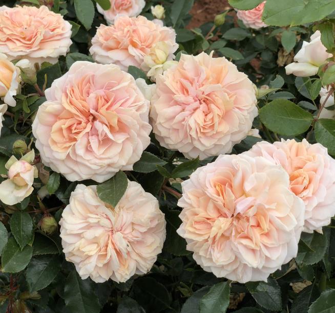 Garden Of Roses (Korfloci01) Floribunda Rose Europe s Rose of the Year in 2011.