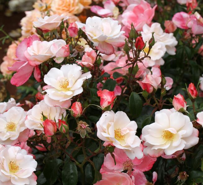 Fire Opal (Korumneza) Floribunda Rose This stunning novelty rose will delight you with is charming array of semi double blooms.