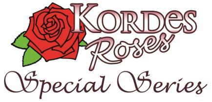 This new breeding philosophy has been noticeable to all rose lovers in the change of the rose assortments.