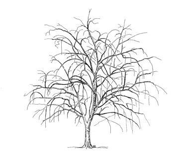 the top of the tree. Figure 2.