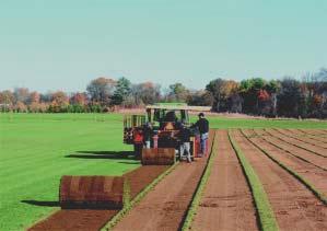 General Statistics New York s 14 sod farms maintained 8,148 acres, an average of 582 acres per farm. There were a total of 2,226 acres of sod sold in 2003 for a total of 14.9 million.