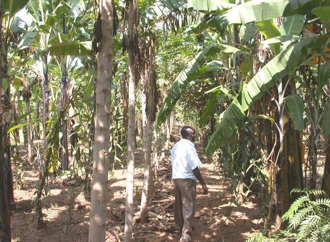 The Journal Of The Uganda Vermiculite Institute December 2005 Featuring an Exclusive UVI Report on V.Gro Vermiculite-Based Fertilizer Banana planted in V.