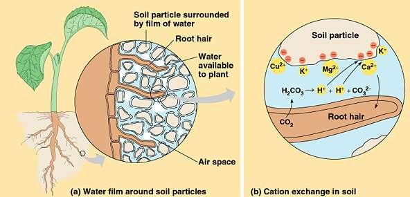 Uptake of Minerals by Plants Water flow