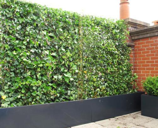 Troughs for Living Screens In many situation on roof gardens and balconies screening is required for privacy.