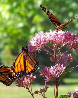 Female butterflies lay their eggs on or near these plants and will be attracted to your backyard if you supply their host plants.
