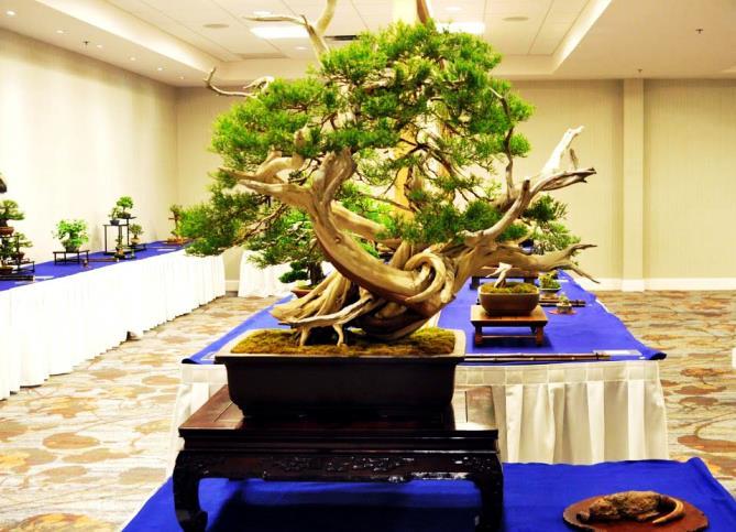 I hope each of us will bring a tree or two, and come join in the fun talking to the many visitors about bonsai.