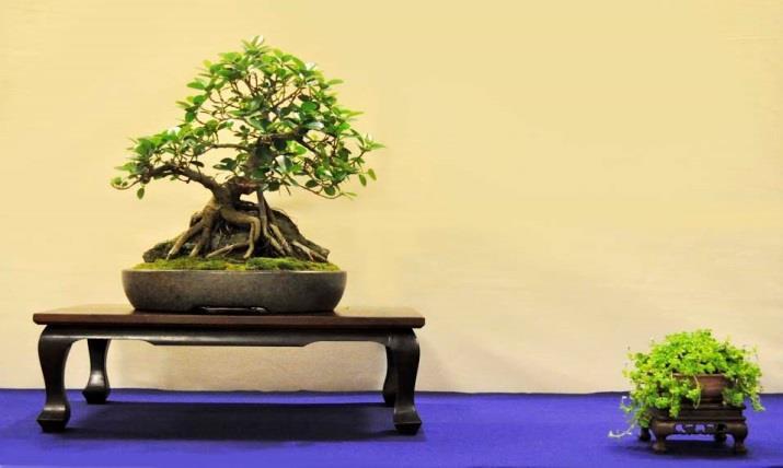 For the Excellence in Bonsai