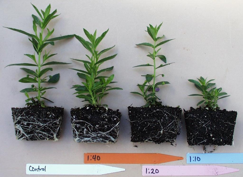 LS 1 Report: Ornmentl Cuttings Fig. 1. The effects of LS 1 on plnt growth of New Guine imptiens cultivr 'Cherry Red'.