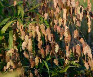 NORTHERN SEA OATS (Chasmanthium latifolium) perennial Shade to partial shade Well drained to dry soil Woodland grass with showy drooping oat-like flowers in late