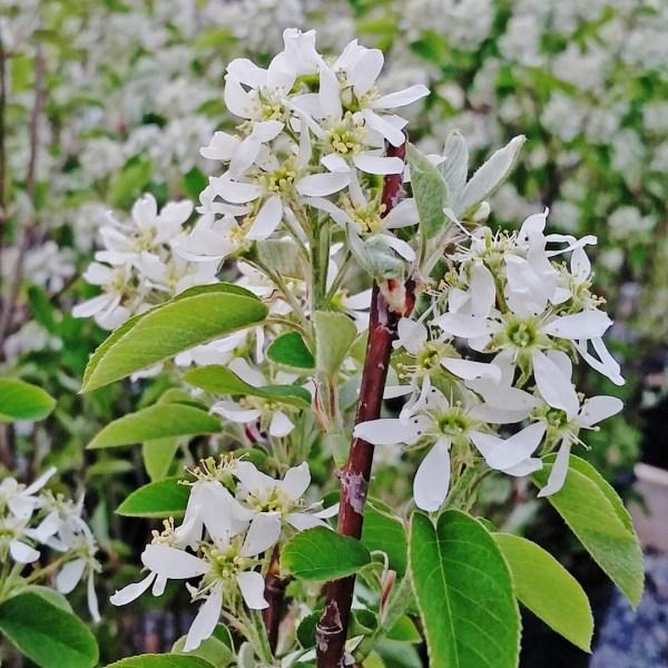 SERVICEBERRY (Amelanchier intermedia) Full sun to partial shade Moist well drained acidic soil Tight multi-stemmed shrub with bright green/bluish green leaves Foliage turns