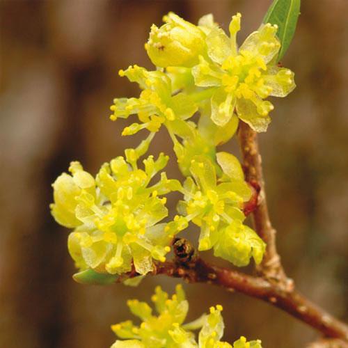 SPICEBUSH (Lindera benzoin) Partial sun to shade Wet to moderately dry soil Broad multi-stemmed flowering shrub Twigs when scraped emit a spicy fragrance Fragrant yellow-green flowers in early spring