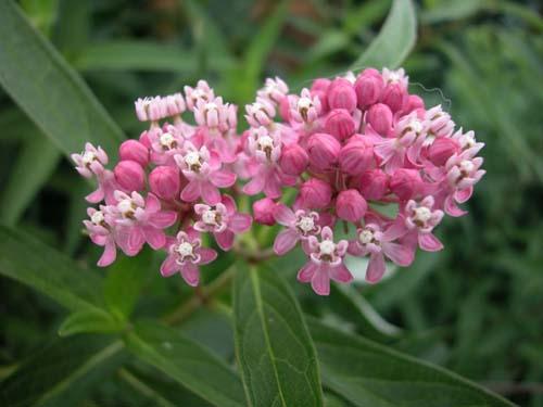 SWAMP MILKWEED (Asclepias incarnata) perennial Full to partial sun Wet to average soil Blooms crowns of dusky pink flowers July to