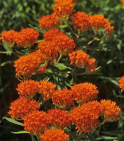 BUTTERFLY MILKWEED (Asclepias tuberosa) perennial Full to partial sun Average to dry