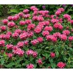SCARLET BEE BALM (Monarda didyma) perennial Full to partial sun Wet to average soil Blooms head-like cluster of bright red