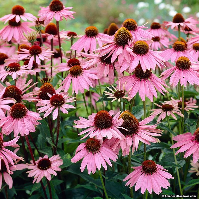 EASTERN PURPLE CONEFLOWER (Echinacea purpurea) perennial Full to partial sun Wet to average soil Blooms large purple/pink daisy-like blooms with orange domed