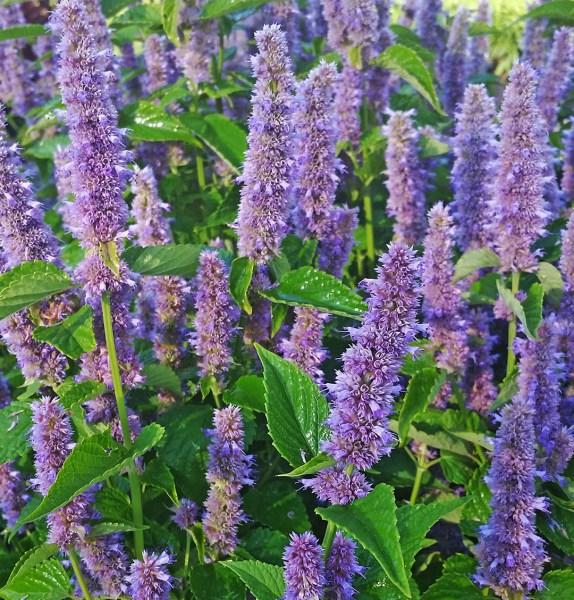 ANISE HYSSOP (Agastache foeniculum) perennial Full sun Moist to dry soil Blooms fuzzy purple spikes, late summer to fall Upright stems, medium green leaves mint and