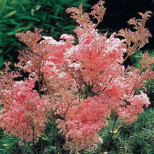 QUEEN OF THE PRARIE (Fillipendula rubra) perennial Full sun to partial shade Medium to wet soil Blooms a pink