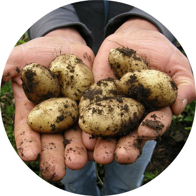 The hope is that when astronauts travel to the red planet sometime in the future, they will be able to grow potatoes there in order to feed themselves.
