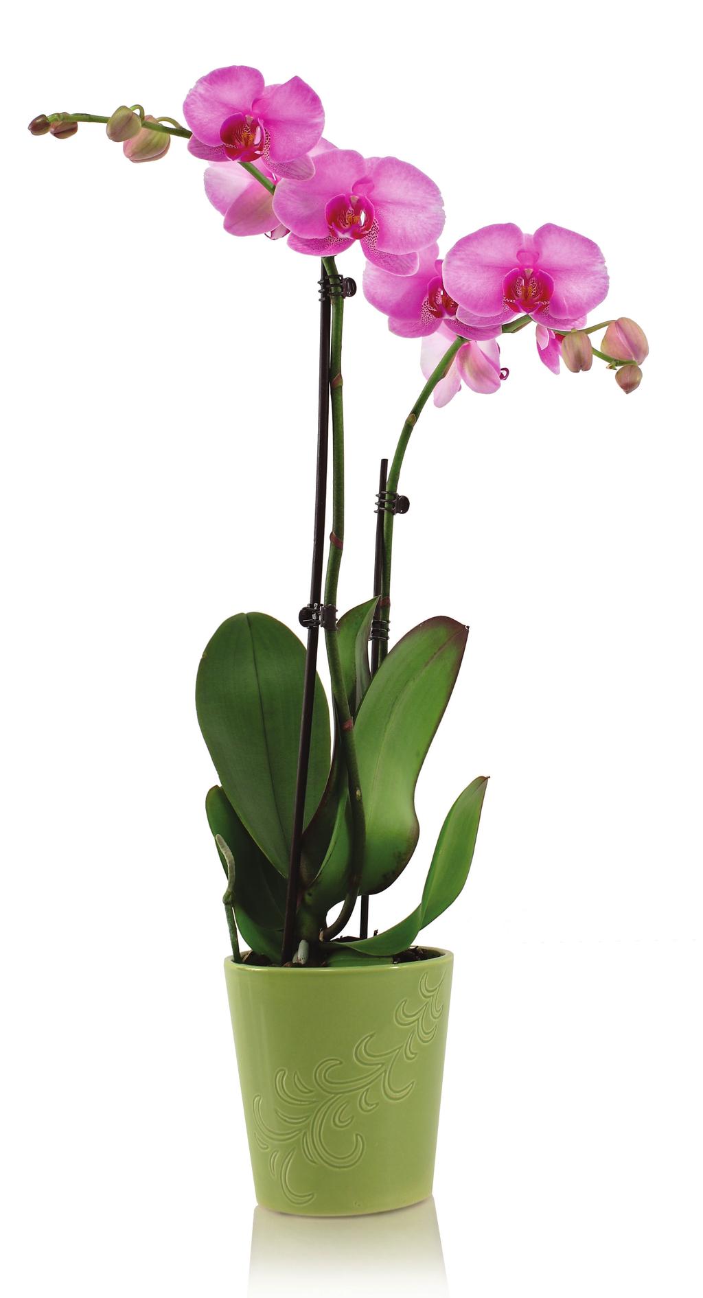 When a Phalaenopsis orchid grows in nature, it follows a fairly standard blooming cycle.