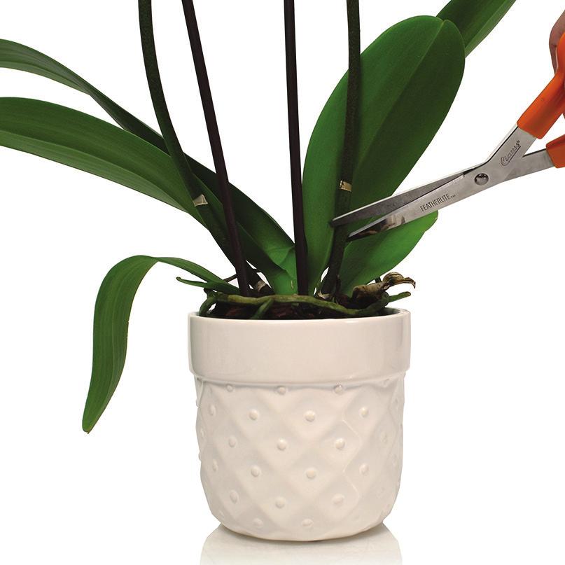 Basic Orchid Care 101 Before we get into how the changing seasons affect your orchid s needs, let s review the basic care your orchid needs year round to thrive.